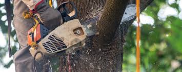 Best Tree Removal  in Palestine, TX