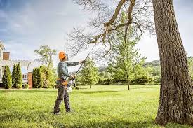 Best Tree Cabling and Bracing  in Palestine, TX