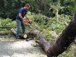 Best Utility Line Clearance  in Palestine, TX