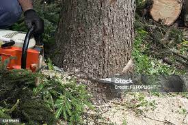 Best Hazardous Tree Removal  in Palestine, TX