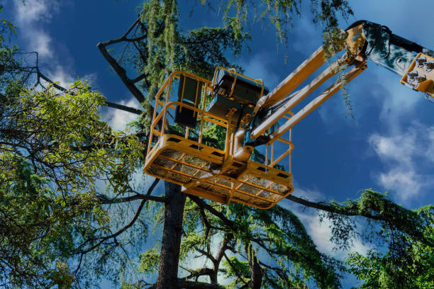 Best Tree Disease Treatment  in Palestine, TX