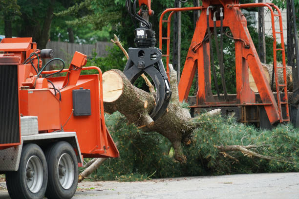 Best Seasonal Cleanup (Spring/Fall)  in Palestine, TX
