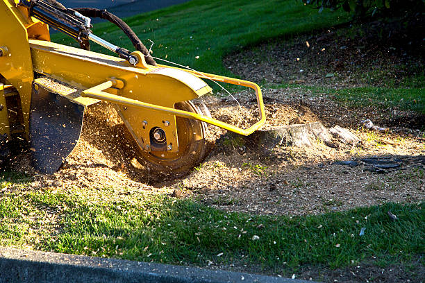 Best Pest Control for Lawns  in Palestine, TX