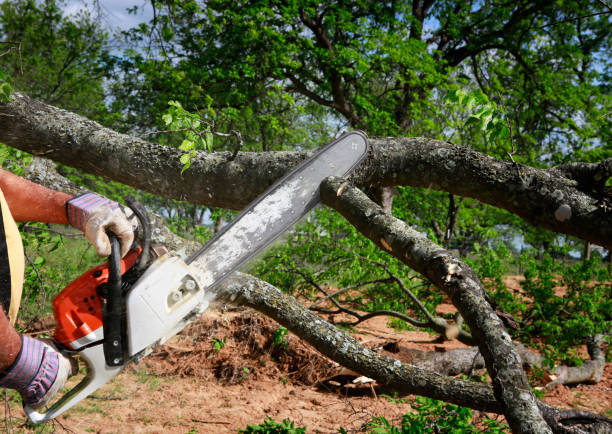 Best Tree Maintenance Programs  in Palestine, TX