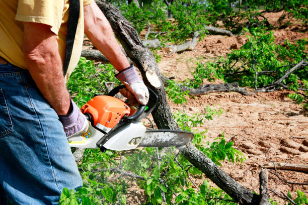 Best Emergency Tree Removal  in Palestine, TX